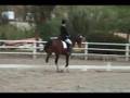 Larnach & Auburn Excell, CDS Annual Chapter Show