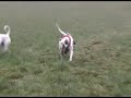 American Bulldog UK braveheart kennels