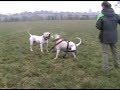 Bulldog Americano video