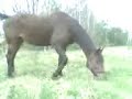 horse eating ;)