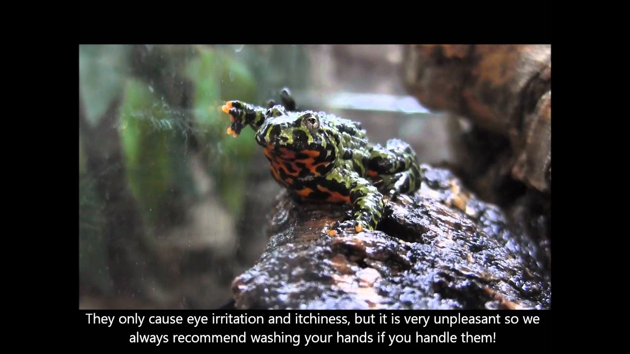 Basic Fire Belly Toad Information