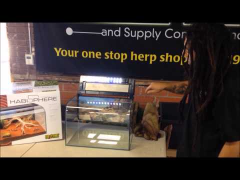 YouTube reptile video