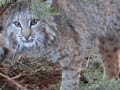 Bobcat trapping / Ilves metsästysMONSTER Bobcat trapping / Ilves metsästysMONSTER