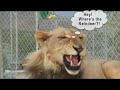 Lazy Lion - Santa vs. Lion Lazy Lion - Santa vs. Lion