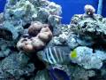 180 Gallon Reef Tank -Marley Style