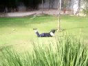 Galinha do Samo