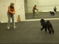 videos de Edgar Dances to Goofus