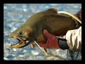 Trophy Brook Trout