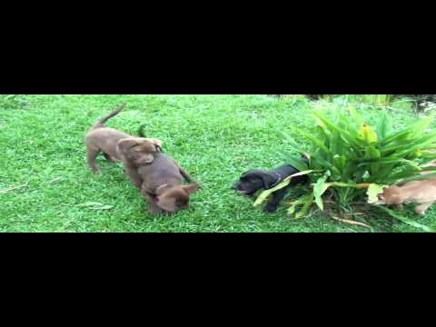 Adorable Labrador Puppies Compilation