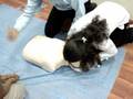 videos de SaveLife Foundation 8th Nov 2008 Group 1