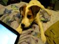 Lexi playing