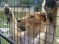 Angela in the Lions Den.