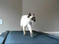Caturday Night Fever
