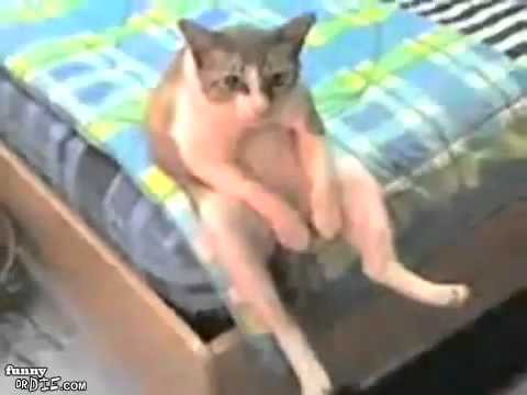 Imagen de previsualización de YouTube