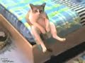 El gato deprimido
