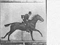 Muybridge Horse in Motion