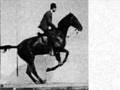 Muybridge Horse in Motion