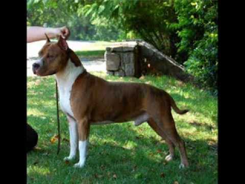 bull terrier