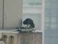videos de Peregrine falcon