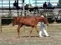 Riley at Fair Hill Sport Horse Breed Show