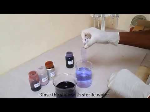 how to isolate gram negative bacteria