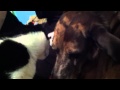 And they called it Puppy Love...Cat loves up on dog