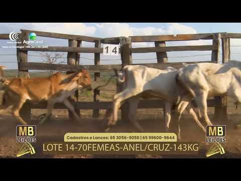 512� LEIL�O VIRTUAL MB LEIL�ES