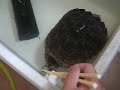 SNAPPING TURTLE