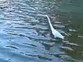 Extra�o ser en el lago