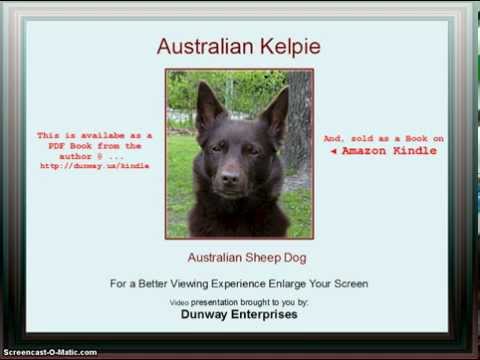 how to train kelpie puppies