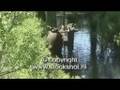 eland - moose - elk - alces alces