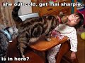 funny cats (pictures) 2
