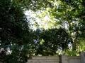 Monarch migration surprise, video 2