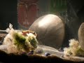 ???????2 Puffer Fish