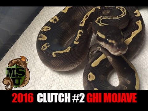 YouTube reptile video