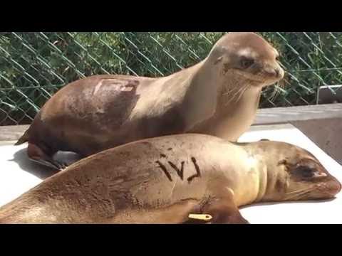 Miami Seaquarium Manatee and Sea Turtle Rescue & Rehabilitation Program