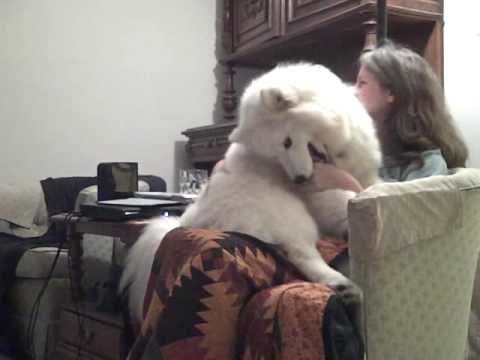 SAMOYED