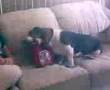 Basset Hound video