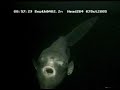 vampire-squid.html