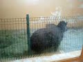 Tapir anta from ZOO Lodz,Poland