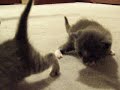 kittehs