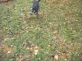 videos de Wyatt fetches