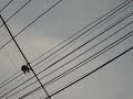 Monkeys in Lobburi (monkey city), Thailand