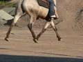 Barefoot hooves