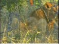 Wildearth June 18 AM drive 1, Hyenas, lions and ellies Wildearth June 18 AM drive 1, Hyenas, lions and ellies