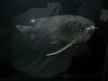 Arowana Eating