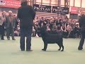 crufts 2008   bob labrador retriever