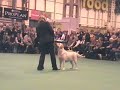 crufts 2008   bob labrador retriever
