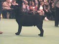 crufts 2008   bob labrador retriever
