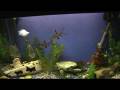 videos de pip fish 2.MPG